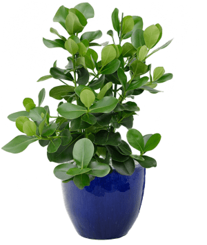 Local Plant Solutions