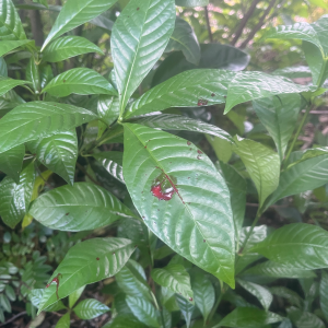 Lady bug