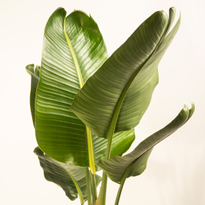 local plant solutions